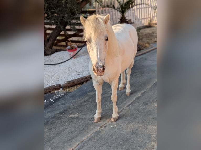 Classic Pony Mix Giumenta 9 Anni 94 cm Grigio in Juncaril (Peligros) (Poligono Industrial)