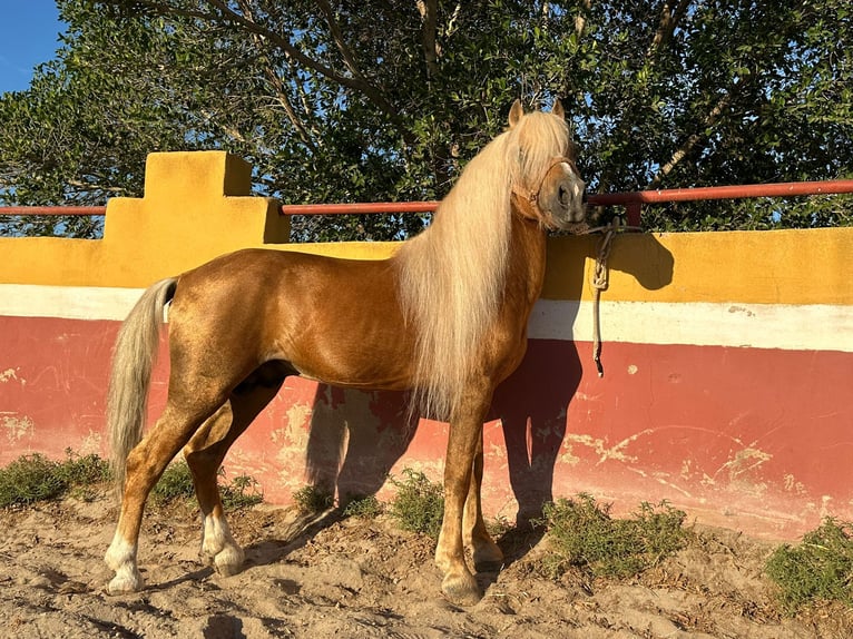 Classic Pony Hengst 16 Jaar 125 cm Palomino in Cartagena