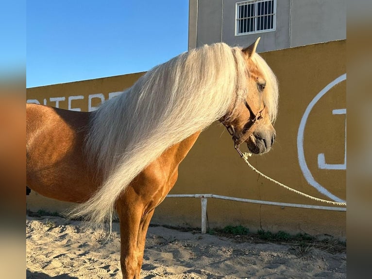 Classic Pony Hengst 16 Jahre 125 cm Palomino in Cartagena