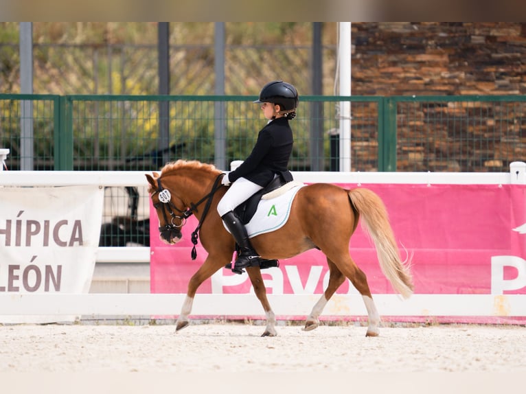 Classic Pony Hengst 17 Jaar 104 cm Vos in Almeria