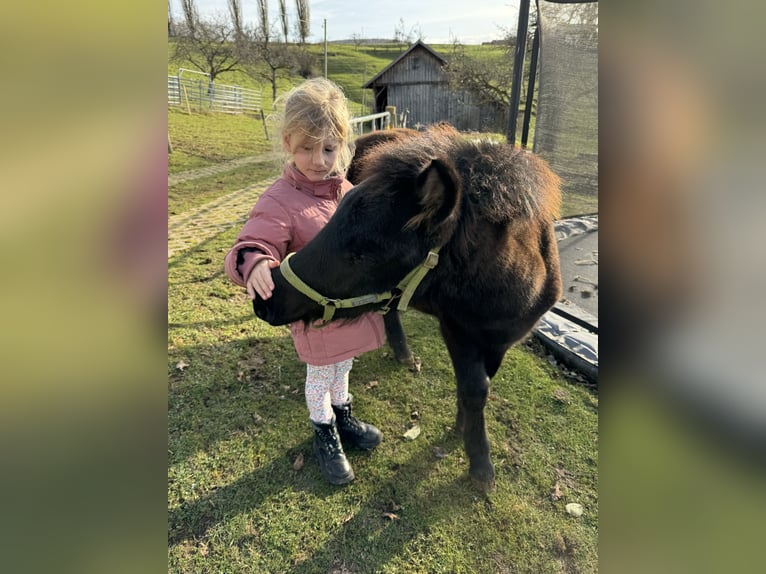 Classic Pony Mix Hengst 1 Jaar 105 cm Zwartbruin in Aalen