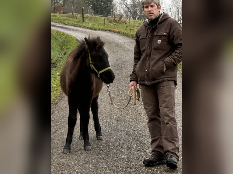 Classic Pony Mix Hengst 1 Jaar 105 cm Zwartbruin in Aalen