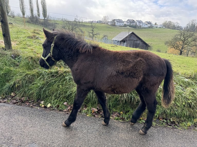 Classic Pony Mix Hengst 1 Jaar 105 cm Zwartbruin in Aalen