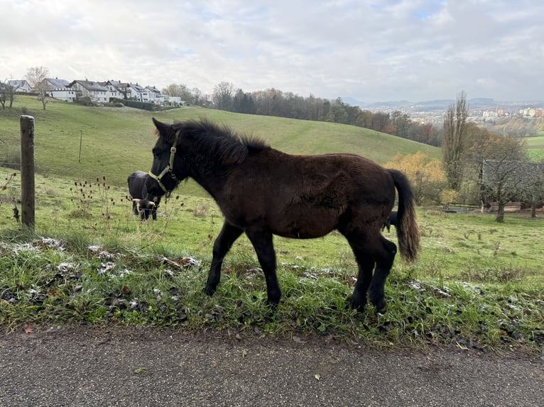 Classic Pony Mix Hengst 1 Jaar 105 cm Zwartbruin in Aalen