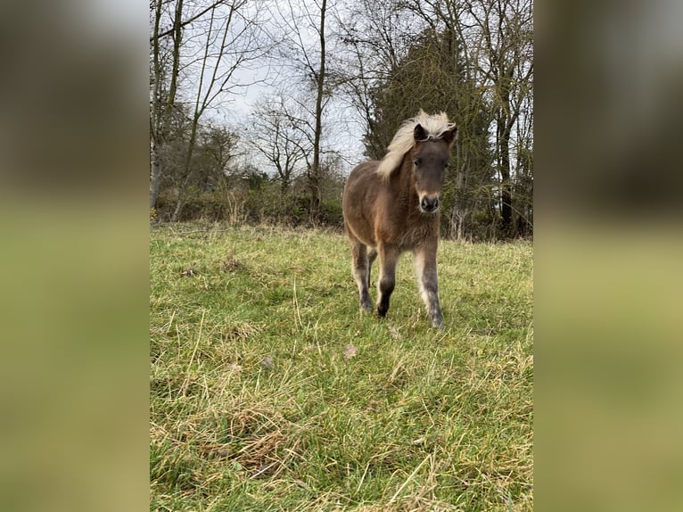 Classic Pony Hengst 1 Jaar 108 cm in Poxdorf