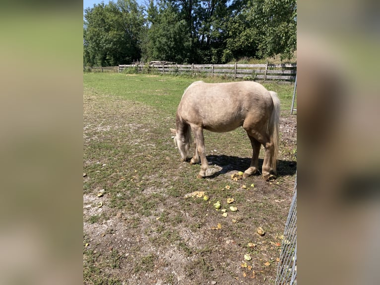 Classic Pony Hengst 1 Jaar 110 cm Zwart in Prittriching