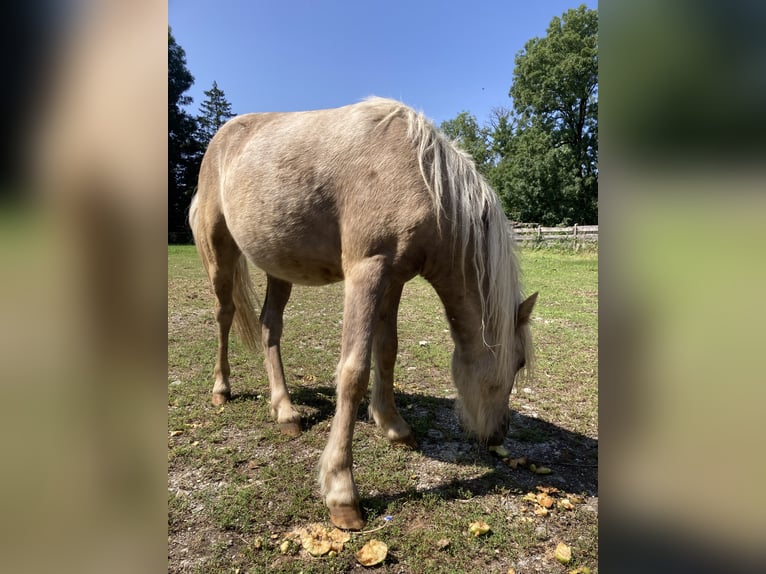 Classic Pony Hengst 1 Jaar 110 cm Zwart in Prittriching