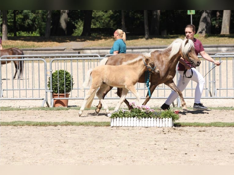 Classic Pony Hengst 1 Jaar 113 cm Donkere-vos in Aitrang