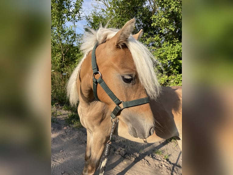 Classic Pony Hengst 1 Jaar 95 cm Vos in Wiesenburg