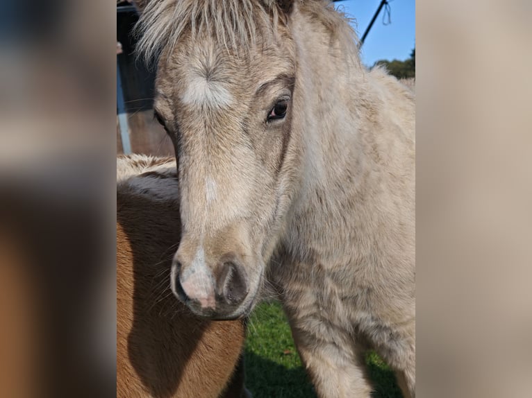 Classic Pony Hengst 1 Jaar Buckskin in Heringsdorf