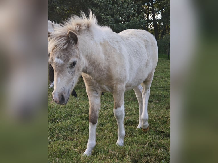 Classic Pony Hengst 1 Jaar Buckskin in Heringsdorf