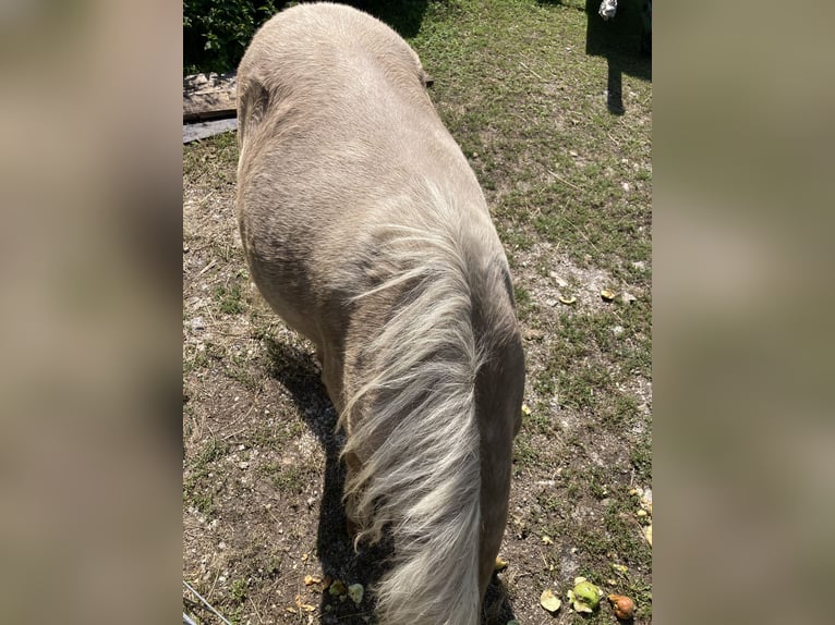 Classic Pony Hengst 1 Jahr 110 cm Rappe in Prittriching