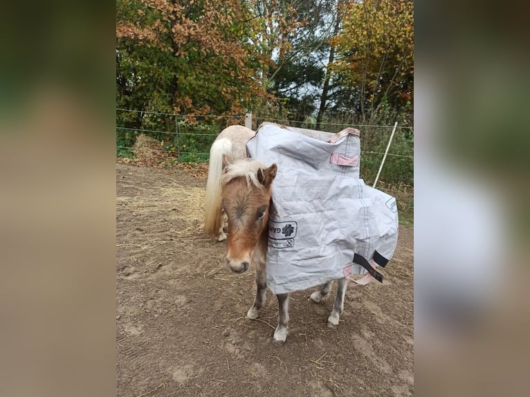 Classic Pony Hengst 1 Jahr in Berkenthin