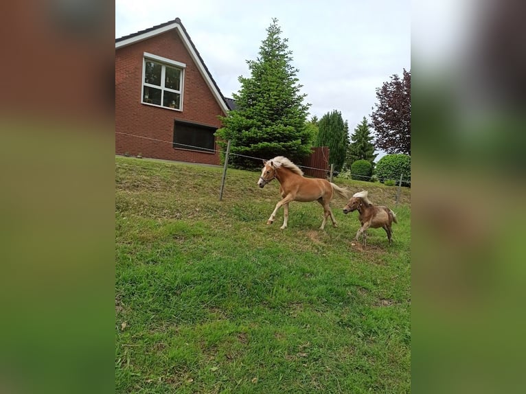 Classic Pony Hengst 1 Jahr in Berkenthin