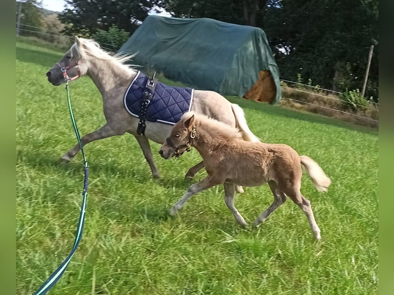 Classic Pony Hengst 1 Jahr in Berkenthin