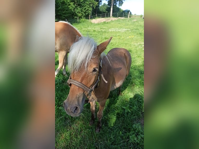 Classic Pony Hengst 1 Jahr in Berkenthin