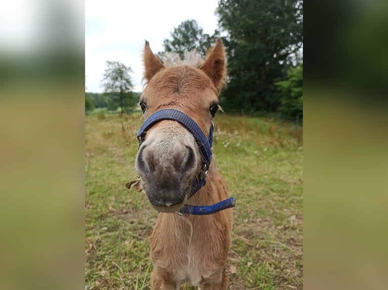 Classic Pony Hengst 1 Jahr in Berkenthin
