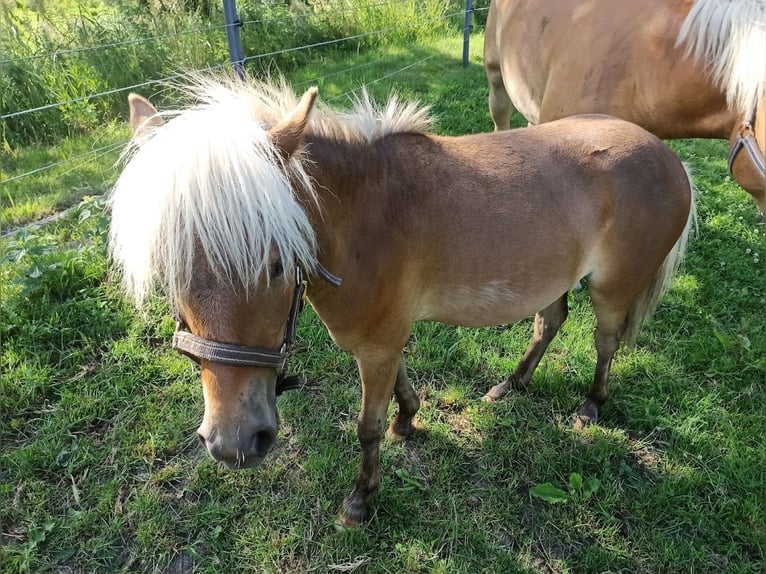 Classic Pony Hengst 1 Jahr in Berkenthin