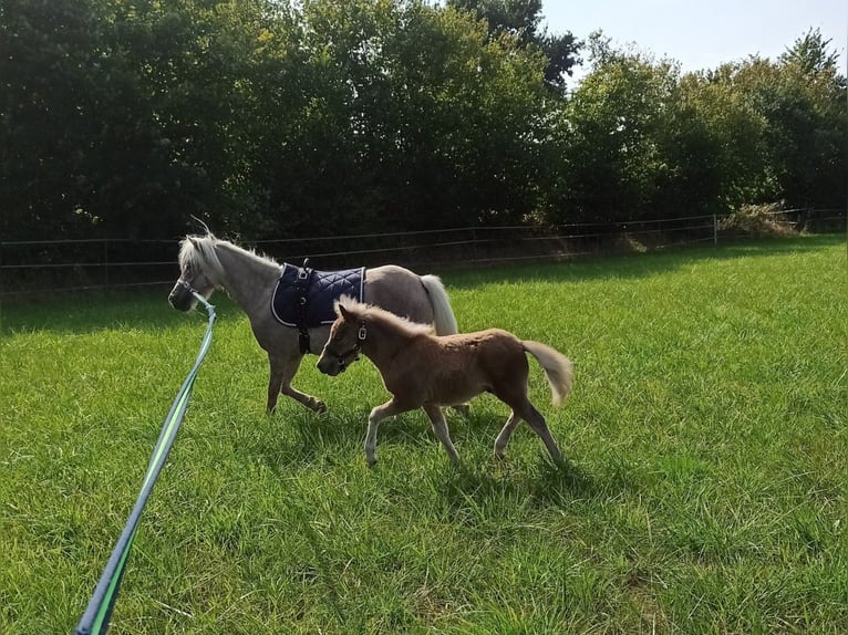 Classic Pony Hengst 1 Jahr in Berkenthin