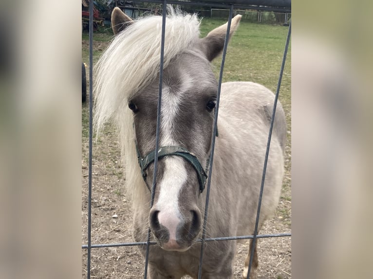 Classic Pony Hengst 2 Jaar 100 cm Zwartschimmel in PrittrichingPrittriching