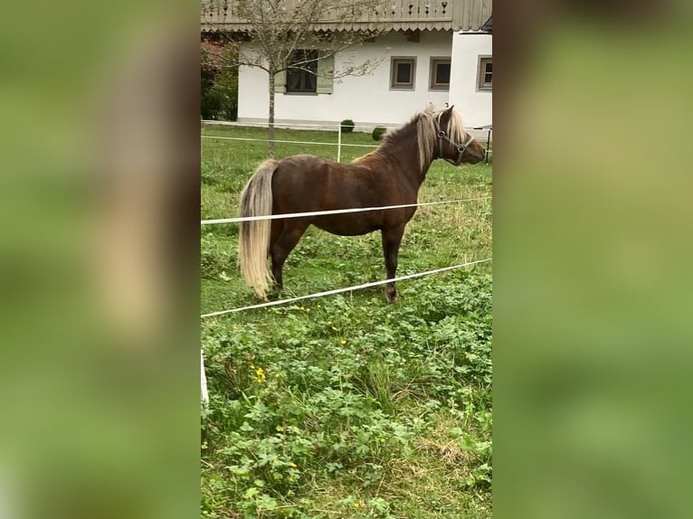 Classic Pony Hengst 2 Jaar 105 cm Bruin in Lenggries