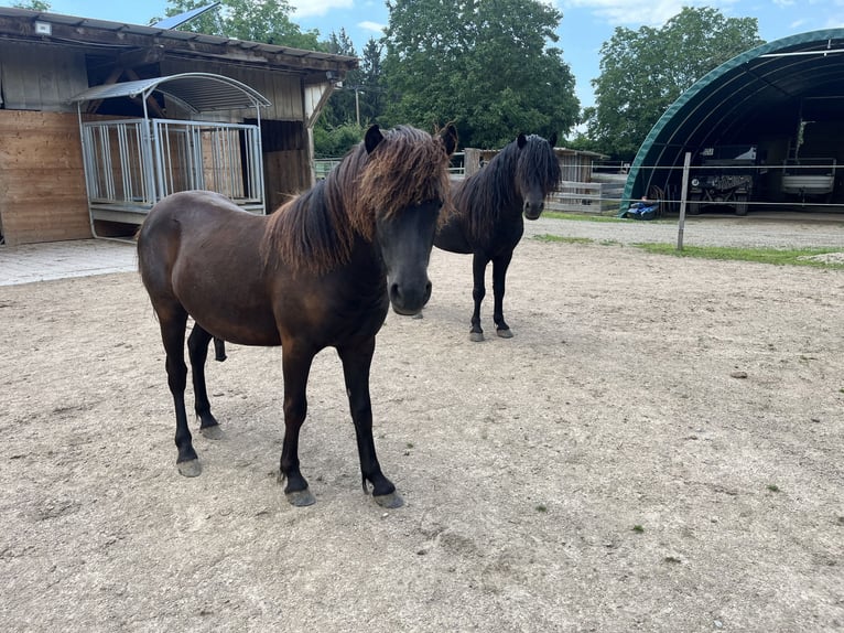 Classic Pony Mix Hengst 2 Jaar 115 cm Zwart in Müllheim