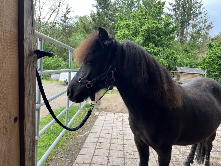 Classic Pony Mix Hengst 2 Jaar 115 cm Zwart in Müllheim