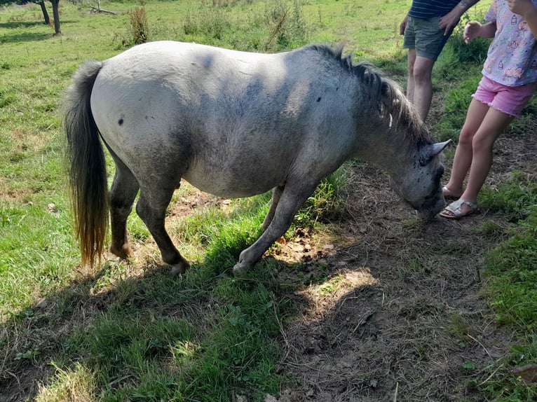 Classic Pony Hengst 2 Jaar 130 cm Schimmel in Montville