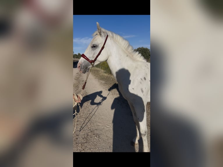 Classic Pony Hengst 2 Jaar 137 cm Appaloosa in Badajoz