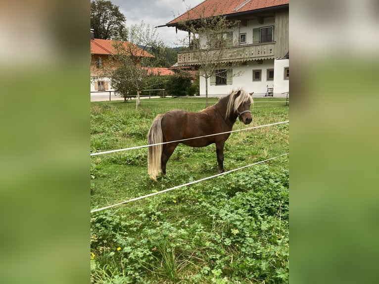 Classic Pony Hengst 2 Jahre 105 cm Brauner in Lenggries