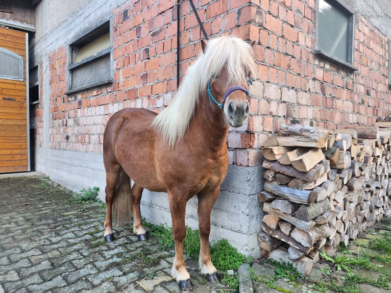 Classic Pony Hengst 2 Jahre 110 cm Fuchs in Lorch