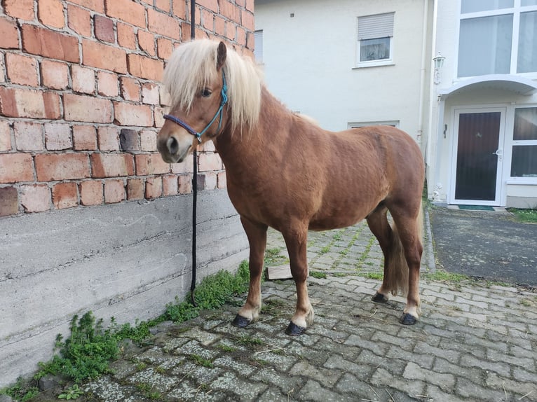 Classic Pony Hengst 2 Jahre 110 cm Fuchs in Lorch