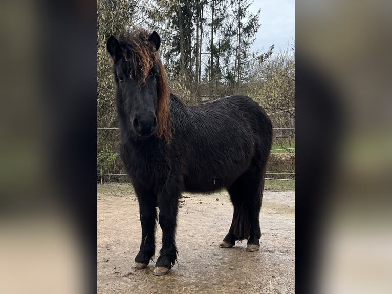 Classic Pony Mix Hengst 2 Jahre 115 cm Rappe in Müllheim