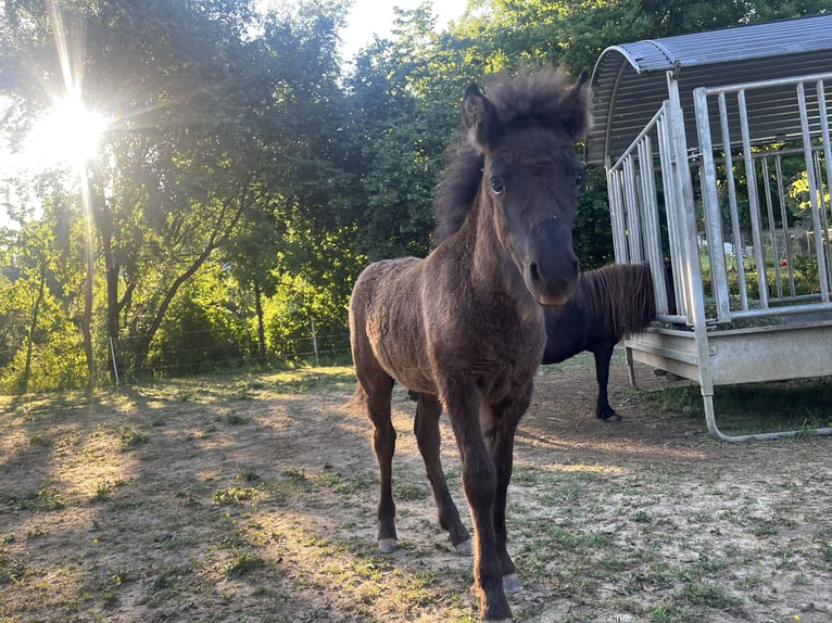 Classic Pony Mix Hengst 2 Jahre 115 cm Rappe in Müllheim