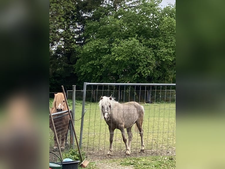 Classic Pony Hengst 2 Jahre 124 cm Rappschimmel in PrittrichingPrittriching
