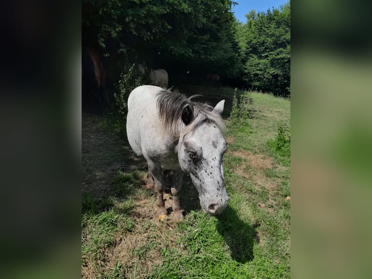 Classic Pony Hengst 2 Jahre 130 cm Schimmel in Montville