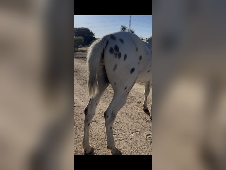 Classic Pony Hengst 2 Jahre 137 cm Tigerschecke in Badajoz