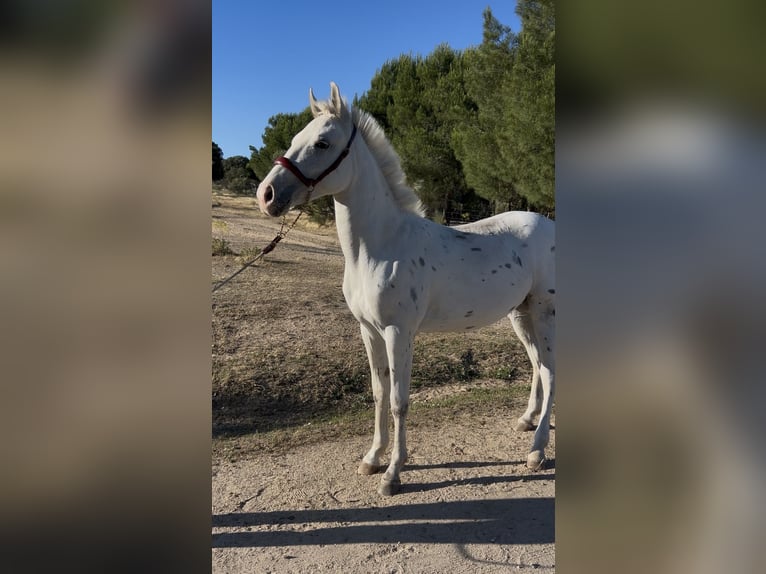 Classic Pony Hengst 2 Jahre 137 cm Tigerschecke in Badajoz