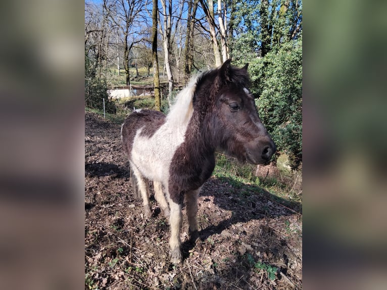 Classic Pony Hengst 3 Jaar 125 cm Gevlekt-paard in Zurbao