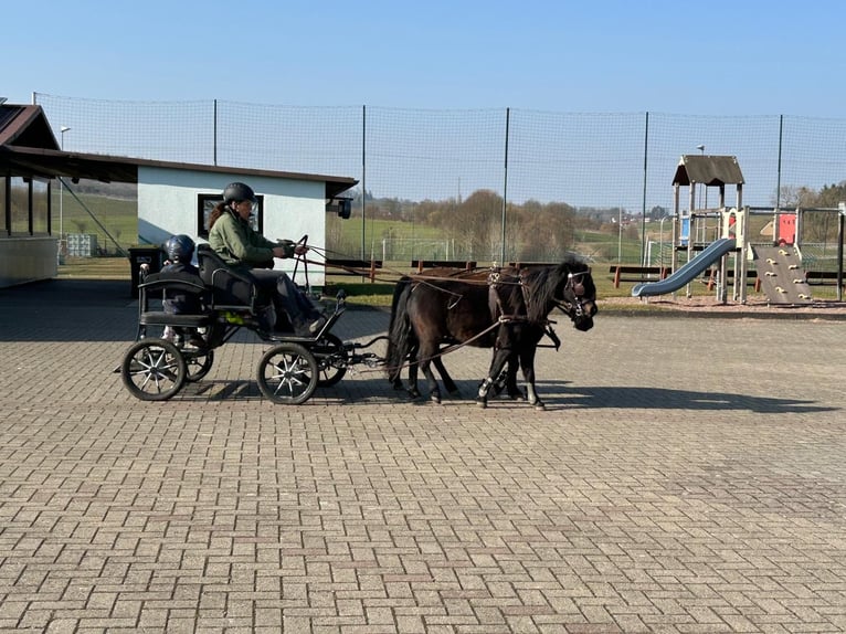 Classic Pony Hengst 4 Jaar 105 cm Donkerbruin in Uslar-F&#xFC;rstenhagen