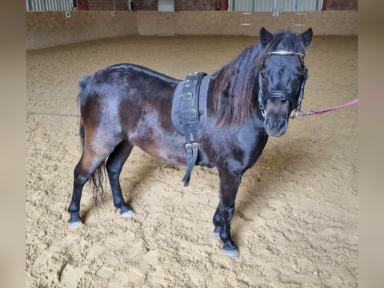 Classic Pony Hengst 4 Jaar 105 cm Donkerbruin in Uslar-F&#xFC;rstenhagen