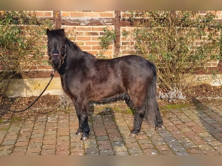 Classic Pony Hengst 4 Jaar 105 cm Donkerbruin in Uslar-F&#xFC;rstenhagen