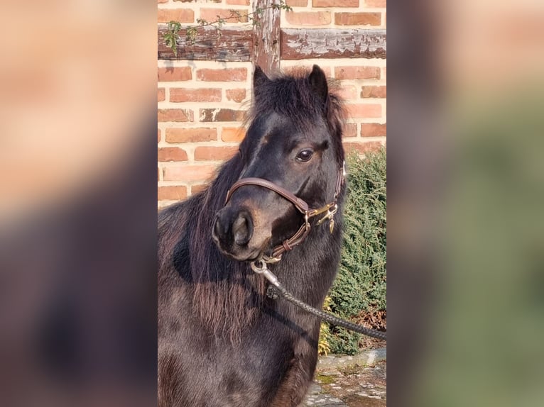 Classic Pony Hengst 4 Jaar 105 cm Donkerbruin in Uslar-F&#xFC;rstenhagen