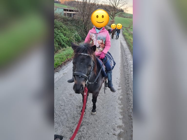 Classic Pony Hengst 4 Jaar 105 cm Donkerbruin in Uslar-F&#xFC;rstenhagen