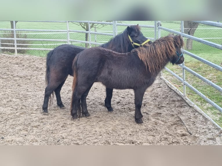 Classic Pony Hengst 4 Jahre 105 cm Dunkelbrauner in Uslar-F&#xFC;rstenhagen