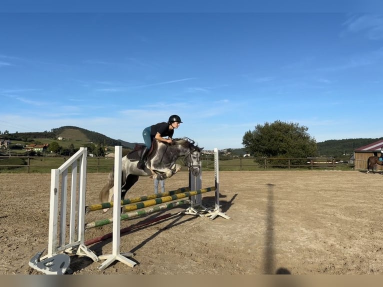 Classic Pony Hengst 4 Jahre 137 cm Schecke in Liencres
