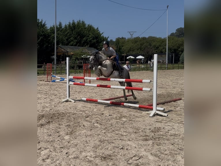 Classic Pony Hengst 4 Jahre 137 cm Schecke in Liencres