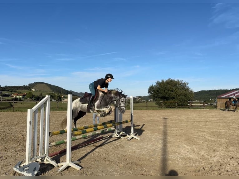Classic Pony Hengst 4 Jahre 137 cm Schecke in Liencres