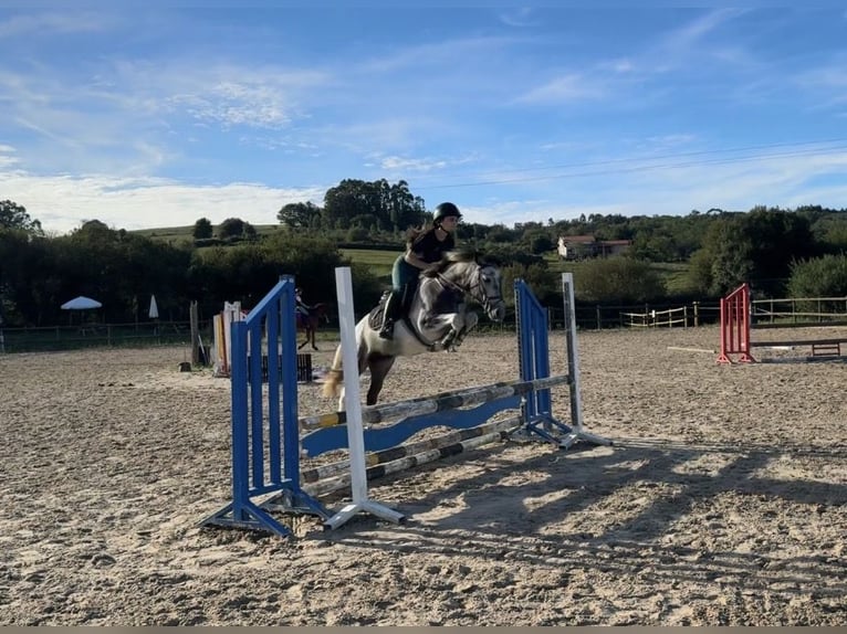 Classic Pony Hengst 4 Jahre 137 cm Schecke in Liencres