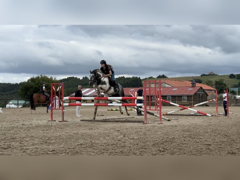 Classic Pony Hengst 4 Jahre 137 cm Schecke in Liencres